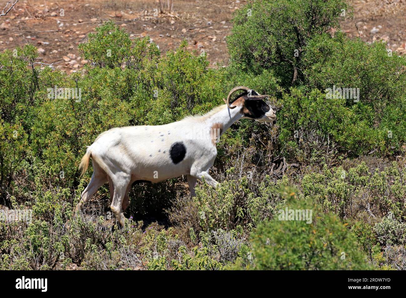 Recherche de chèvres dans la brousse, île de Tilos, Grèce. Été 2023 Banque D'Images