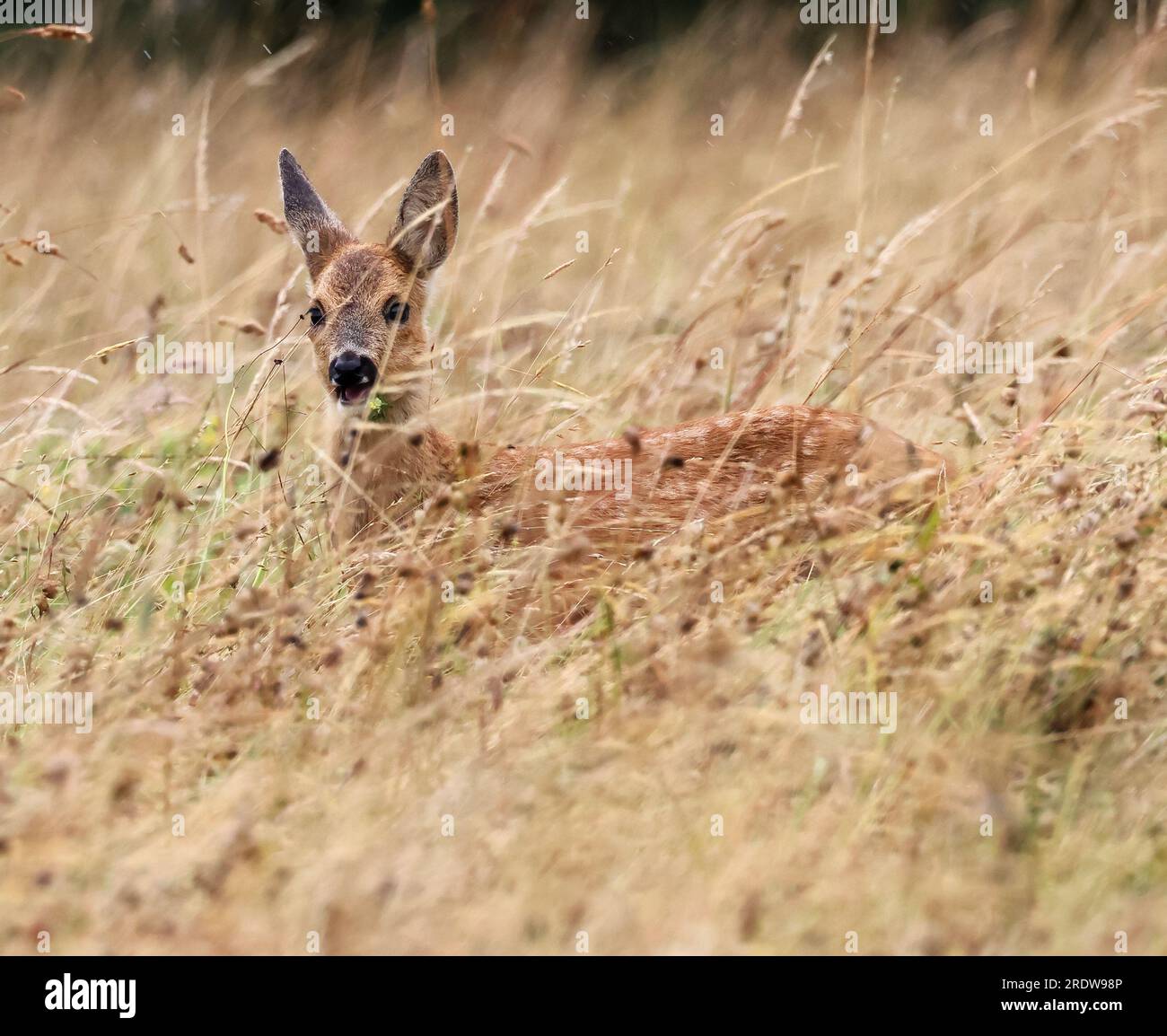 Roe Deer Fawn (Capreolus capreolus) dans une longue prairie de foin herbeuse dans les Cotswold Hills Gloucestershire UK Banque D'Images