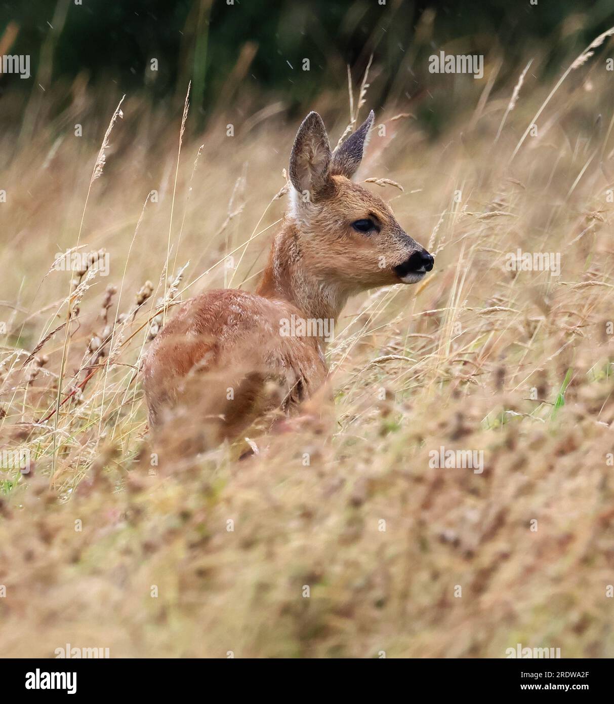Roe Deer Fawn (Capreolus capreolus) dans une longue prairie de foin herbeuse dans les Cotswold Hills Gloucestershire UK Banque D'Images