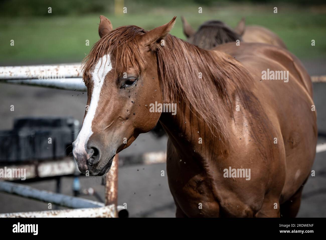 beaux chevaux dans un haras Banque D'Images