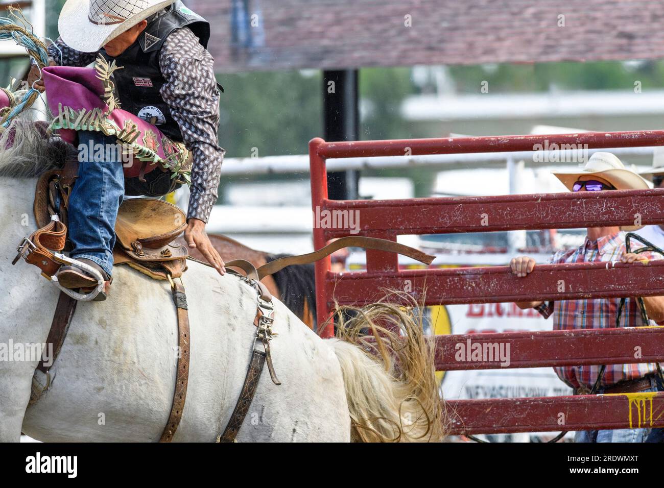 Selle bronzée au Neyaskweyahk Native Classic Indian Rodeo. Maskwacis (Hobbema) Alberta Canada Banque D'Images