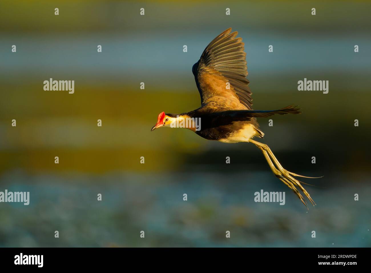 Jacana à crête en peigne - Irediparra gallinacea aussi lotubird ou lilytrotter, oiseau d'eau à Irediparra, sur végétation flottante, à Bornéo, Philippines, S Banque D'Images