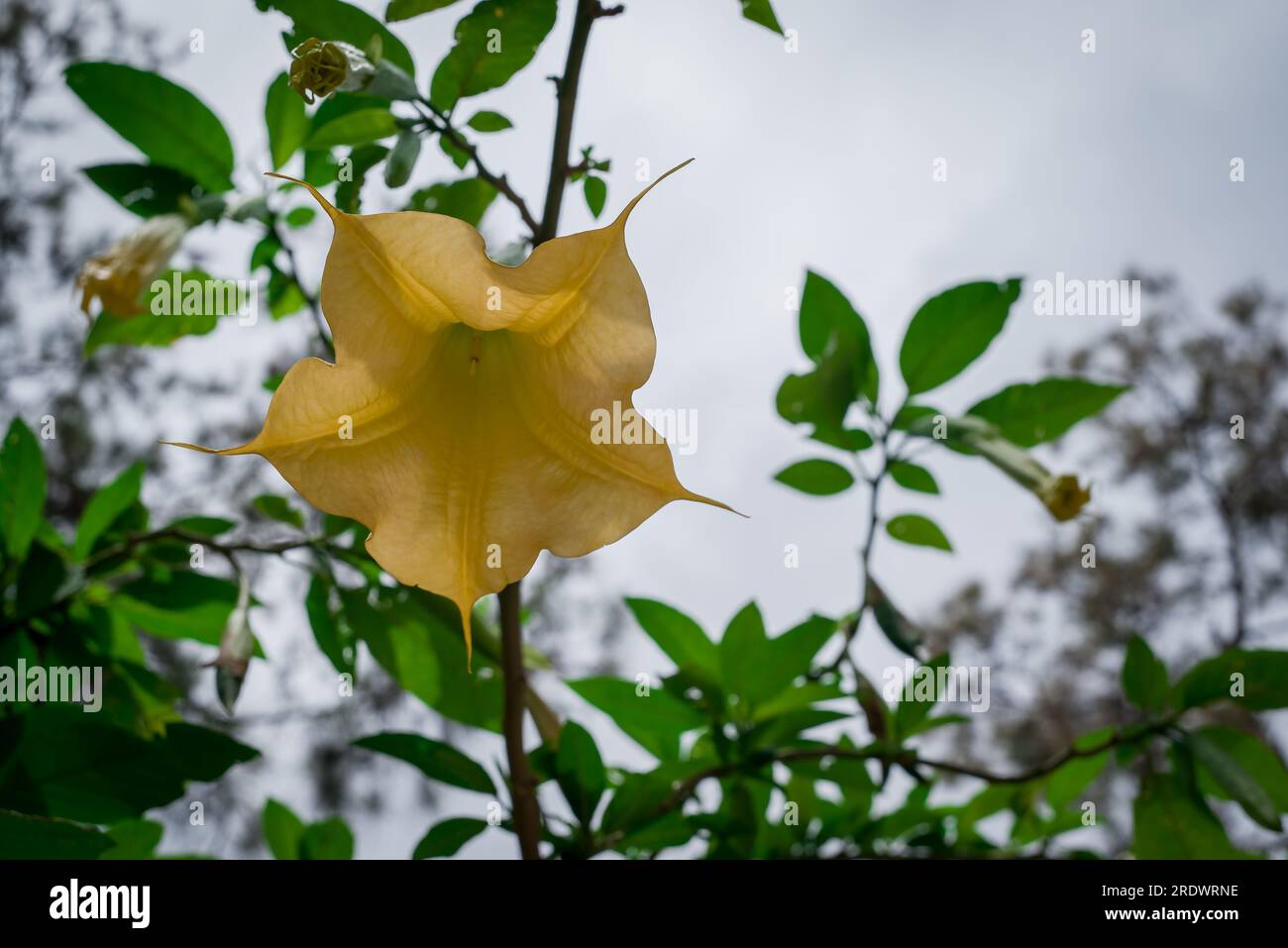 beau fond naturel dans le jardin d'été Banque D'Images