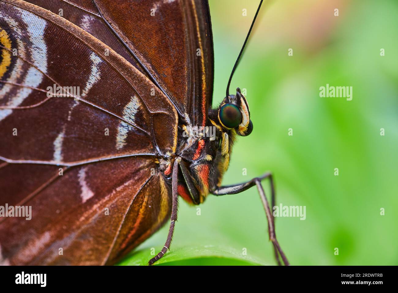 Papillon Morpho bleu gros plan du visage, des jambes et des ailes avec fond vert flou Banque D'Images