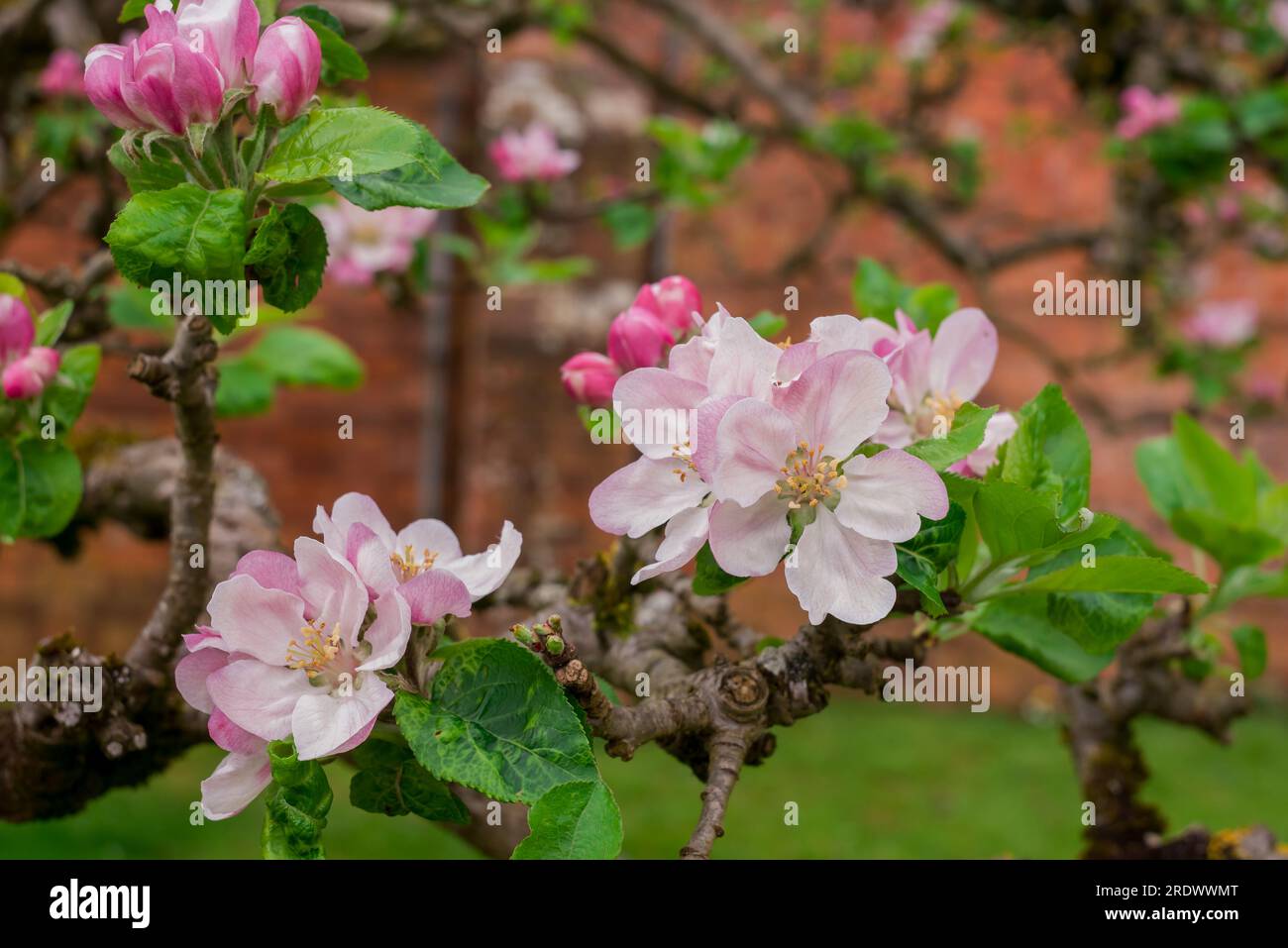 beau fond naturel dans le jardin d'été Banque D'Images