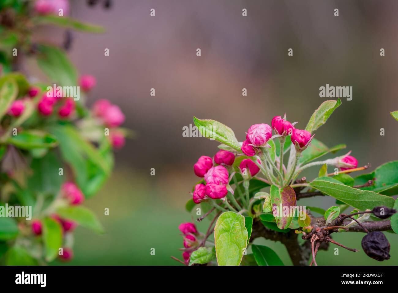 beau fond naturel dans le jardin d'été Banque D'Images