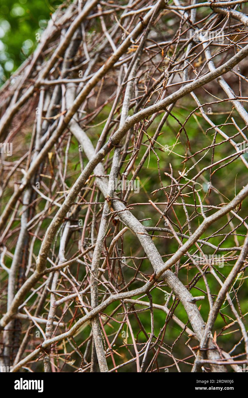 Art abstrait de courber boule de vignes avec l'actif de fond d'arbre flou de l'oxygène dans la forêt de Bernheim Banque D'Images