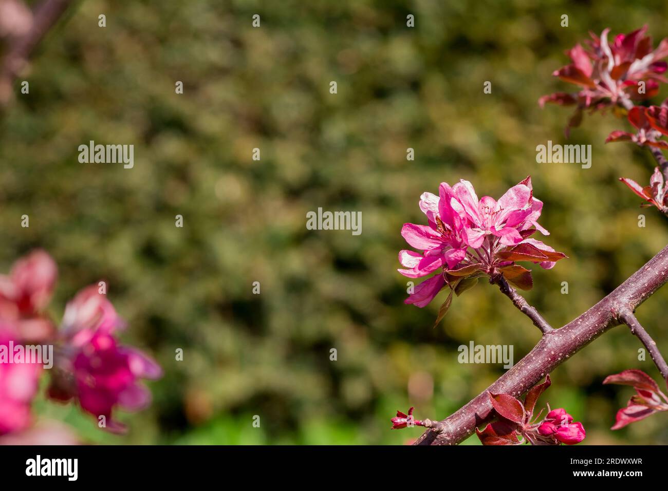 beau fond naturel dans le jardin d'été Banque D'Images