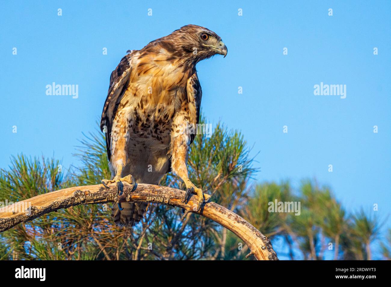 Un faucon à queue rouge (Buteo jamaicensis) est assis sur une branche à la recherche de proies. Banque D'Images