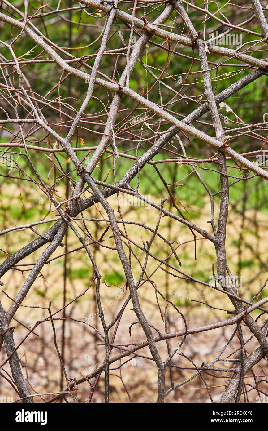 Mur de vignes tordant et courbant dans l'art abstrait à Bernheim Forest Oxygen art Banque D'Images
