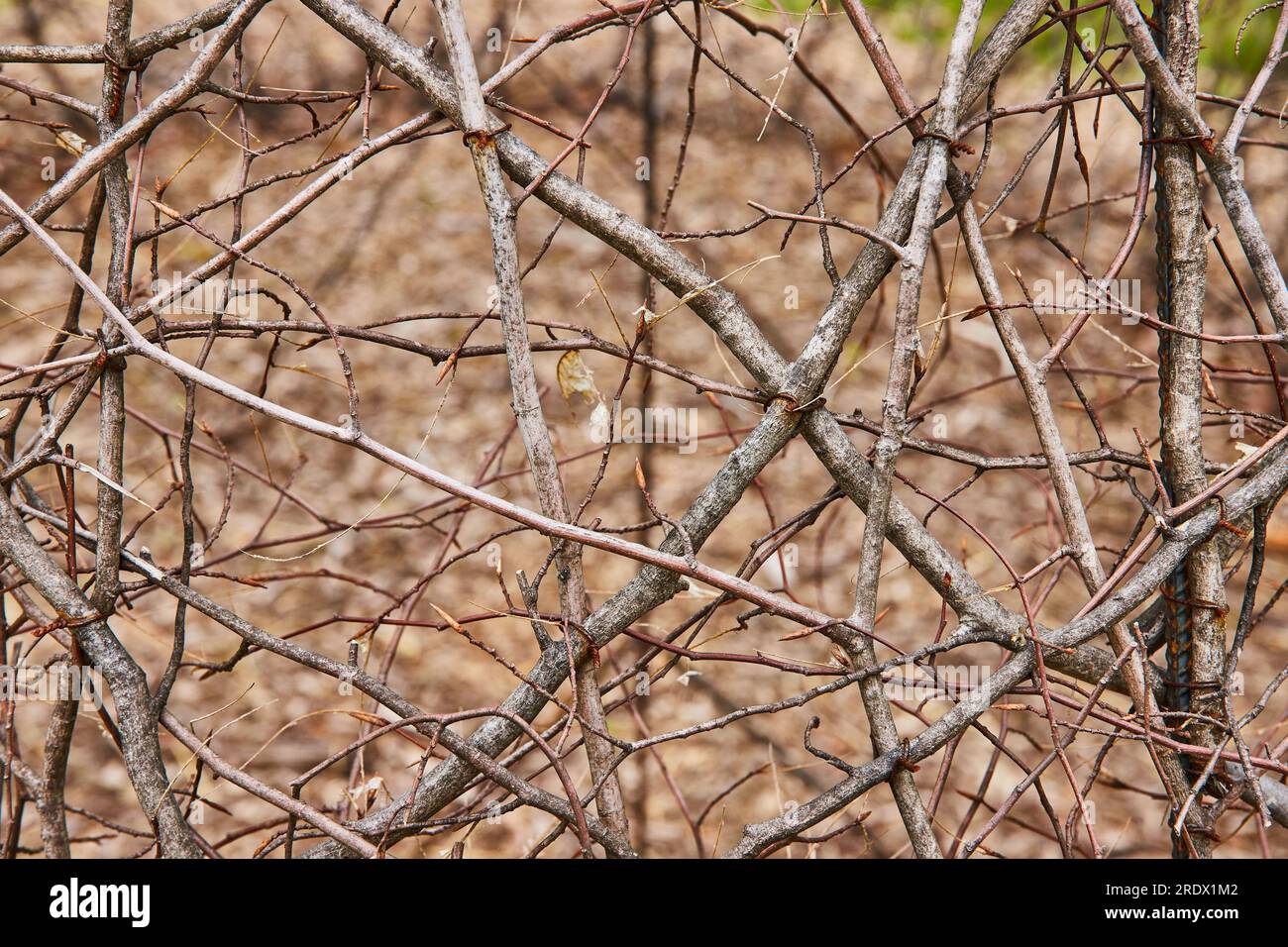 Enchevêtrement de vignes fond atout de l'oeuvre Oxygen in Bernheim Forest Banque D'Images
