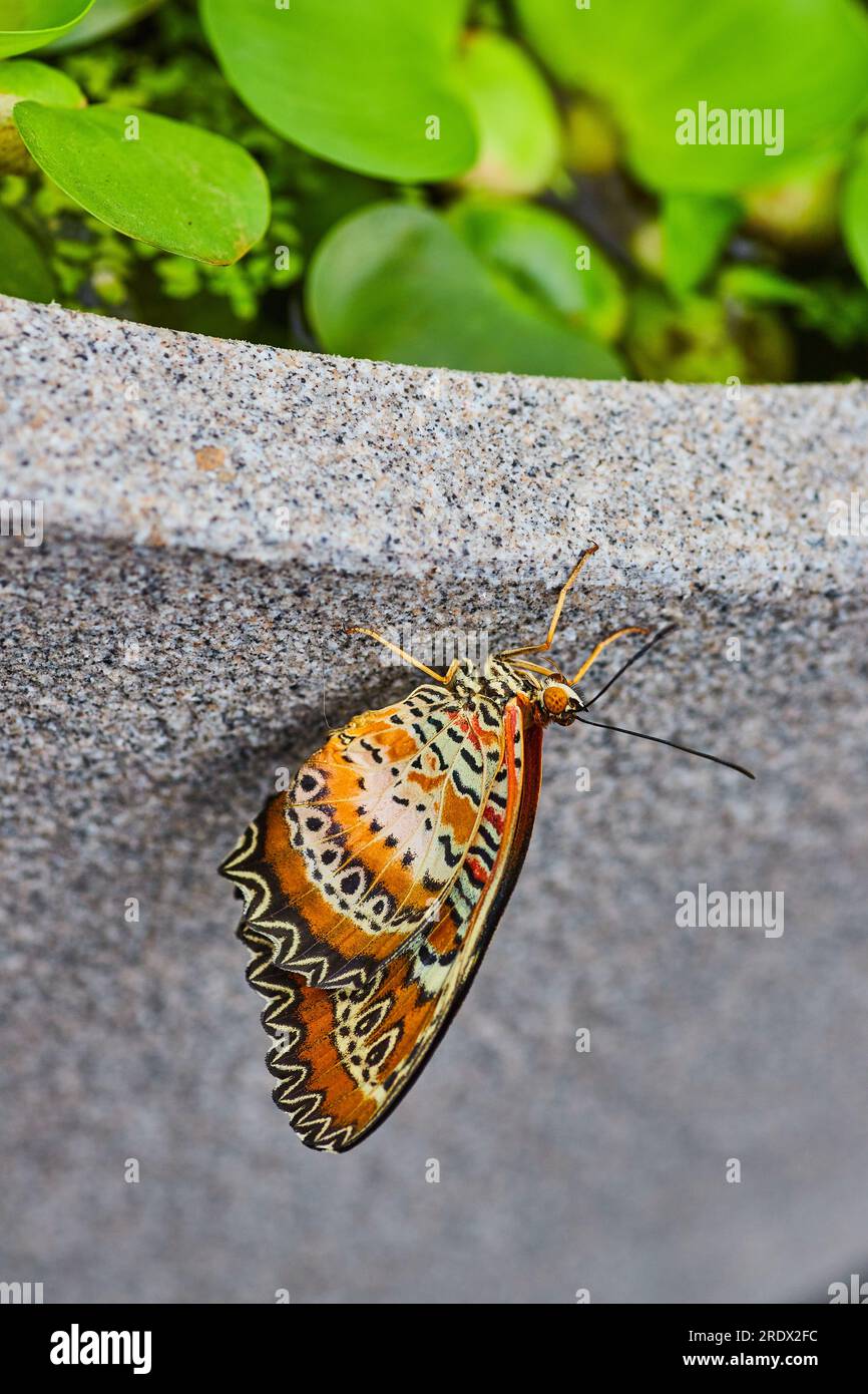 Gros plan de papillon léopard lacewing avec des ailes fermées sur le pot gris avec de la laitue d'eau Banque D'Images