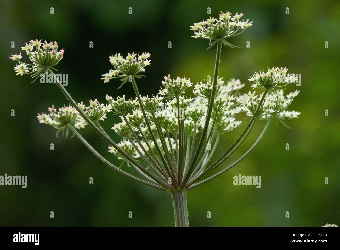 Superbe effet sculpté des tiges de fleur de persil de vache sauvage se détachant sur le fond de verdure flou pour créer un beau contraste. Banque D'Images