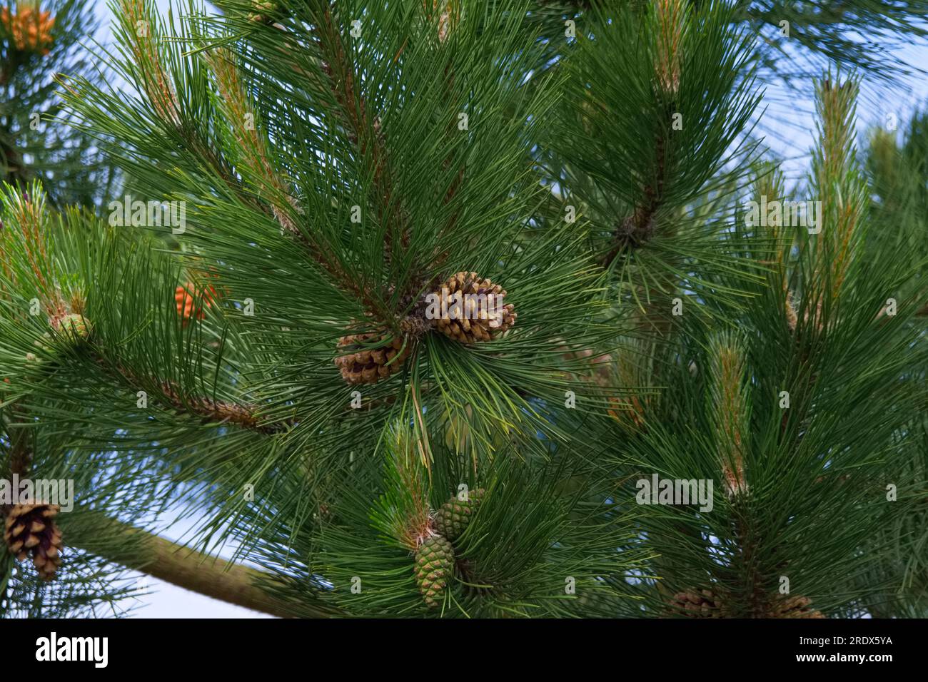 Pommes de pin festives sur un magnifique sapin ir de Noël vert luxuriant. Banque D'Images