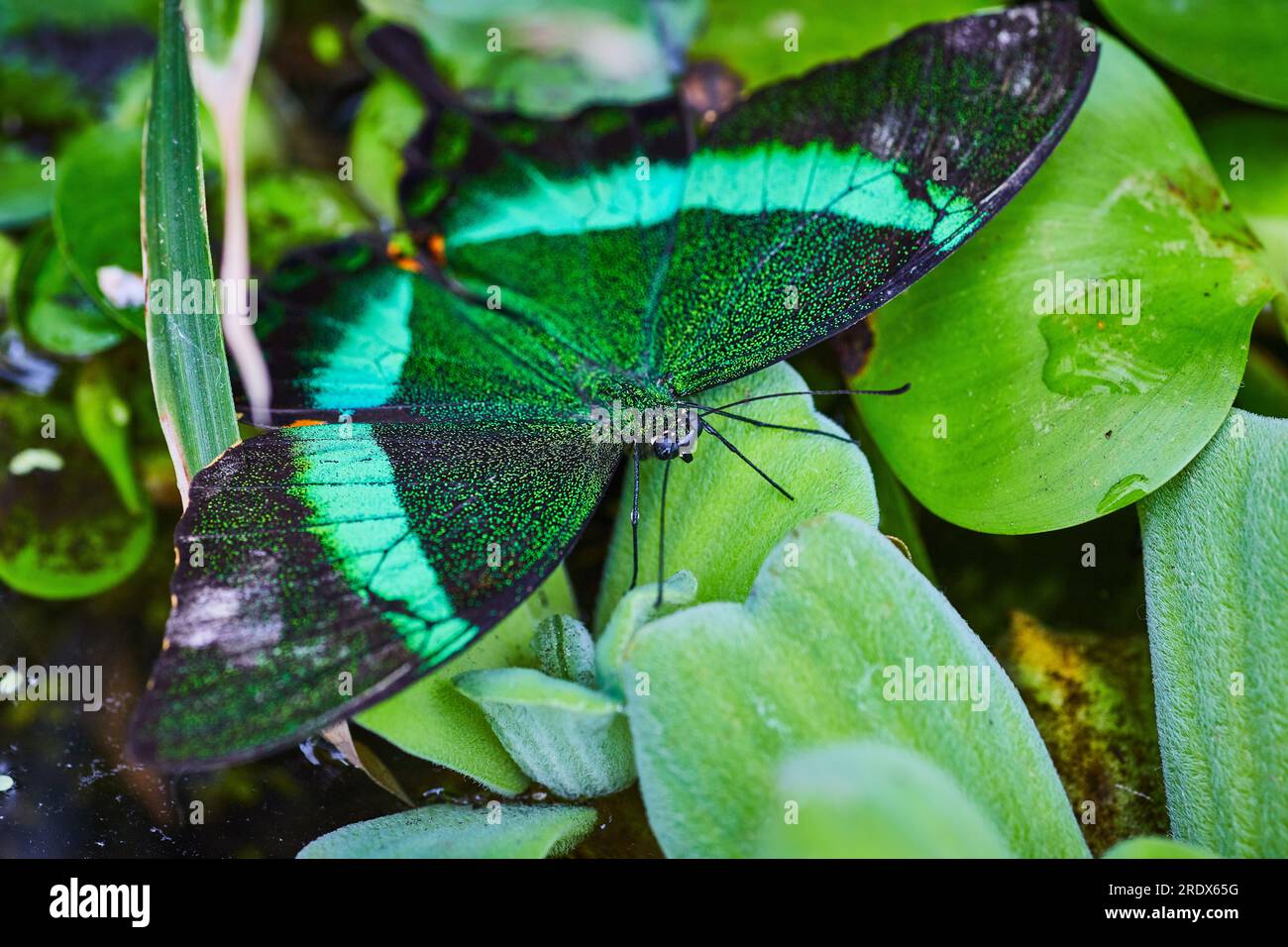 Magnifique papillon Emerald Swallowtail reposant avec des ailes ouvertes sur la laitue d'eau Banque D'Images