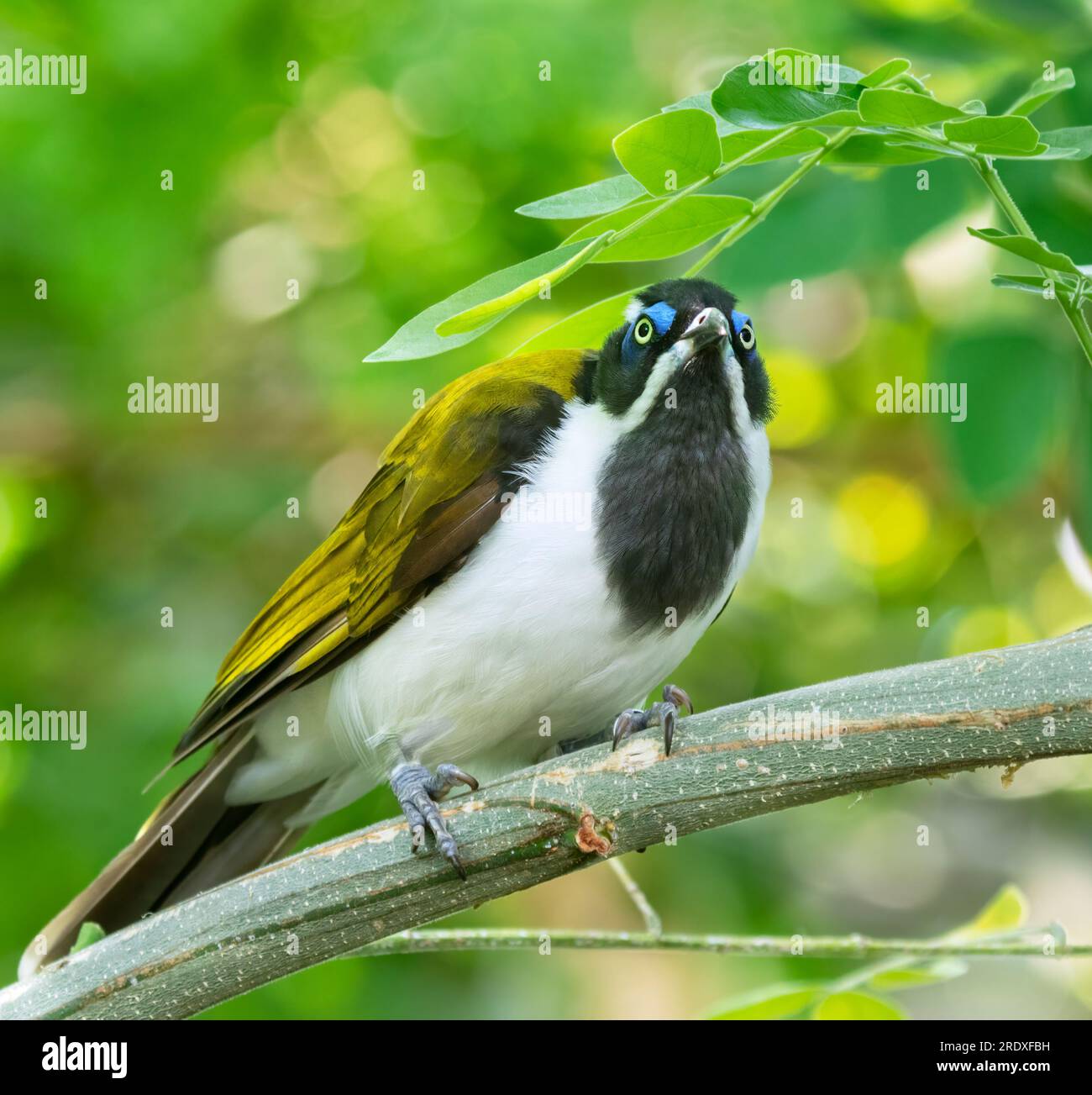 Le honeyeater au visage bleu (Entomyzon cyanotis) en gros plan Banque D'Images