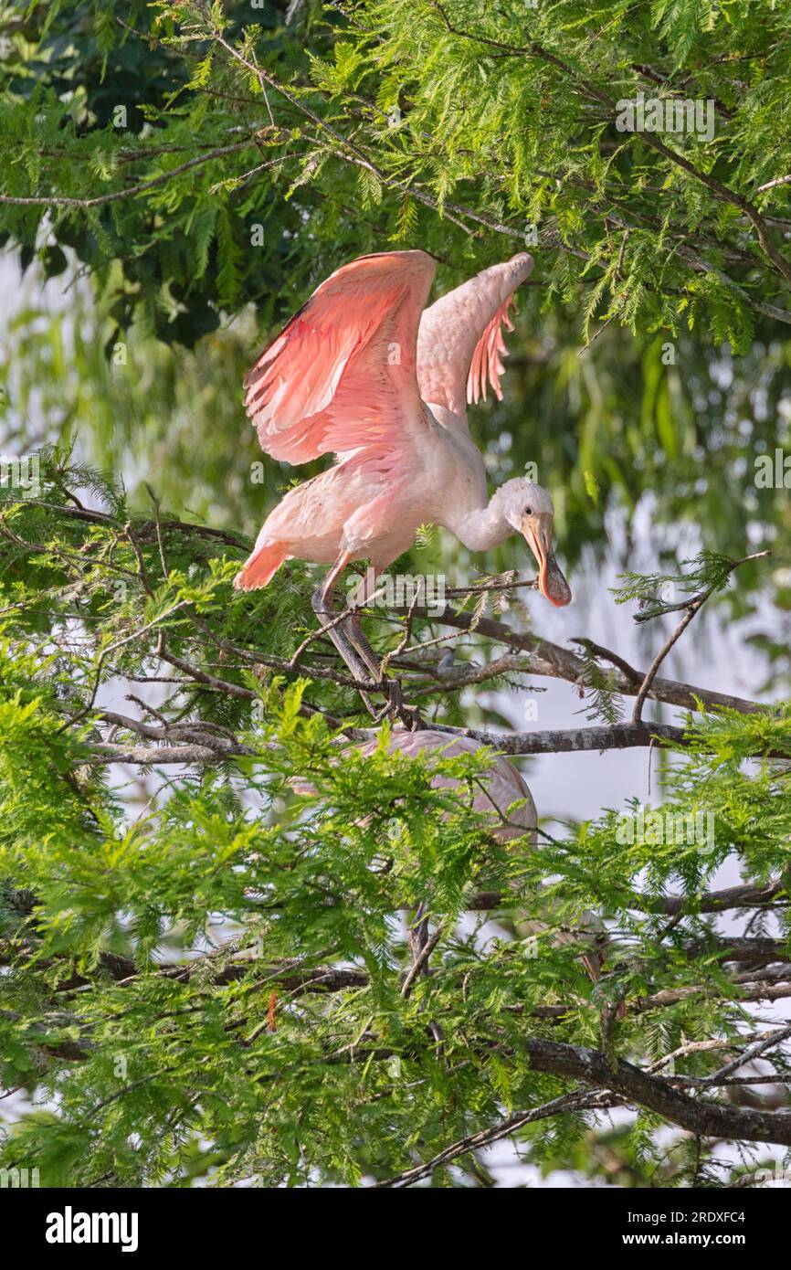 Apparition d'ailes d'entraînement en bec de rose Banque D'Images