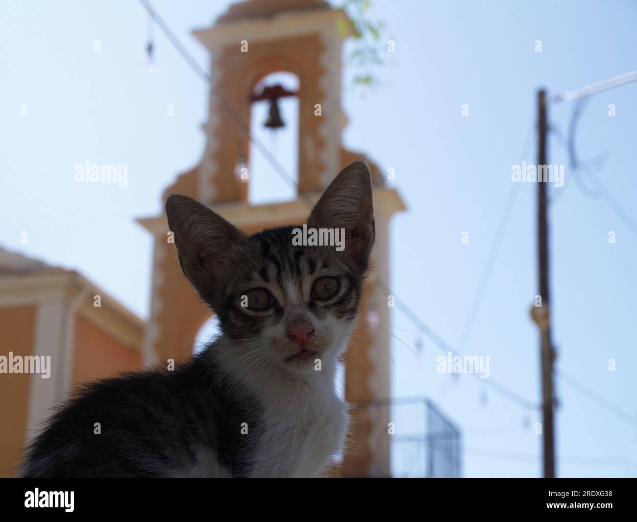 Chat mère avec 3 beaux chatons dans le village de xanthates, Corfou, Grèce. Banque D'Images