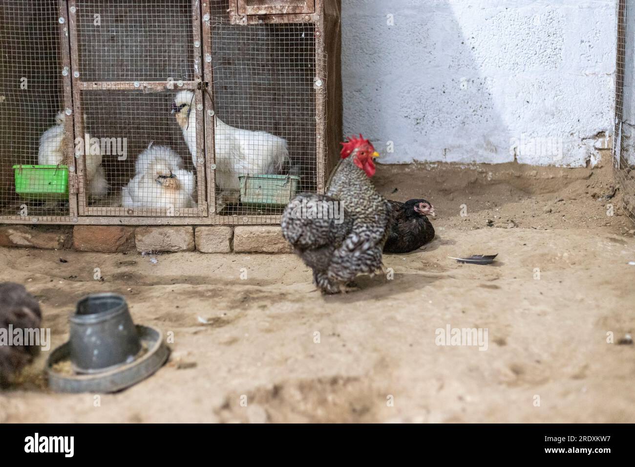 Le Silkie également connu sous le nom de poulet soyeux ou chinois est une race de poulet nommée pour son plumage atypique moelleux, qui est dit comme s Banque D'Images