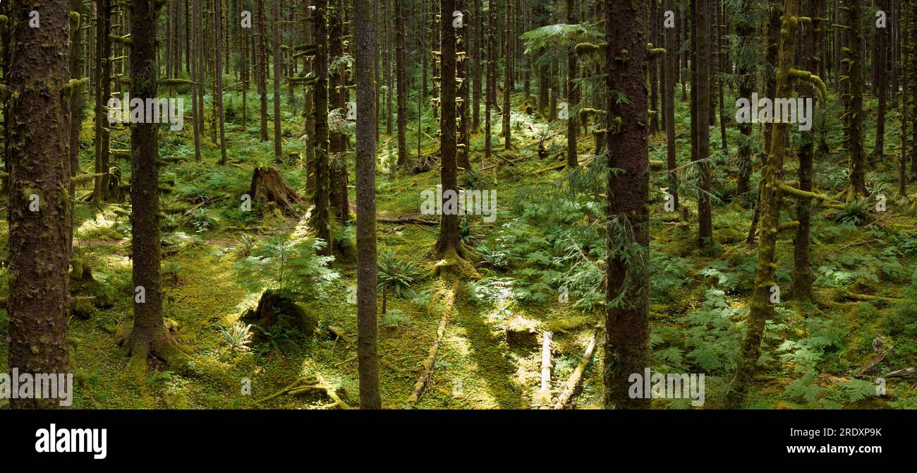 Située sur la pittoresque et montagneuse péninsule olympique, la forêt tropicale humide de Hoh couverte de mousse est l'une des plus grandes forêts pluviales tempérées des États-Unis Banque D'Images