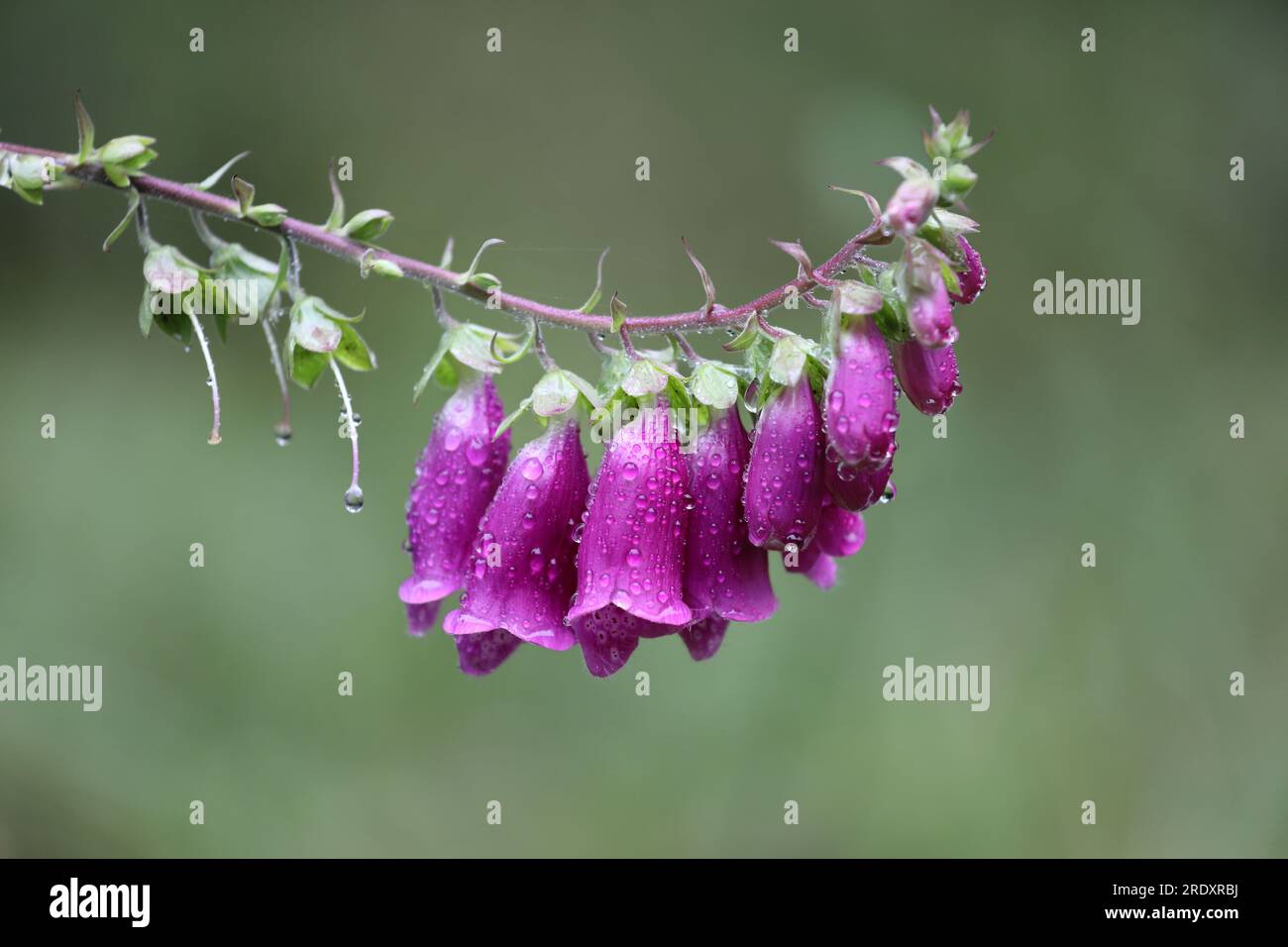Fleurs communes de Foxglove sous la pluie, (Digitalis purpurea), Teesdale, County Durham, Royaume-Uni. Banque D'Images