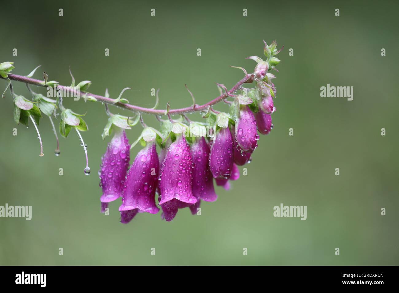 Fleurs communes de Foxglove sous la pluie, (Digitalis purpurea), Teesdale, County Durham, Royaume-Uni. Banque D'Images