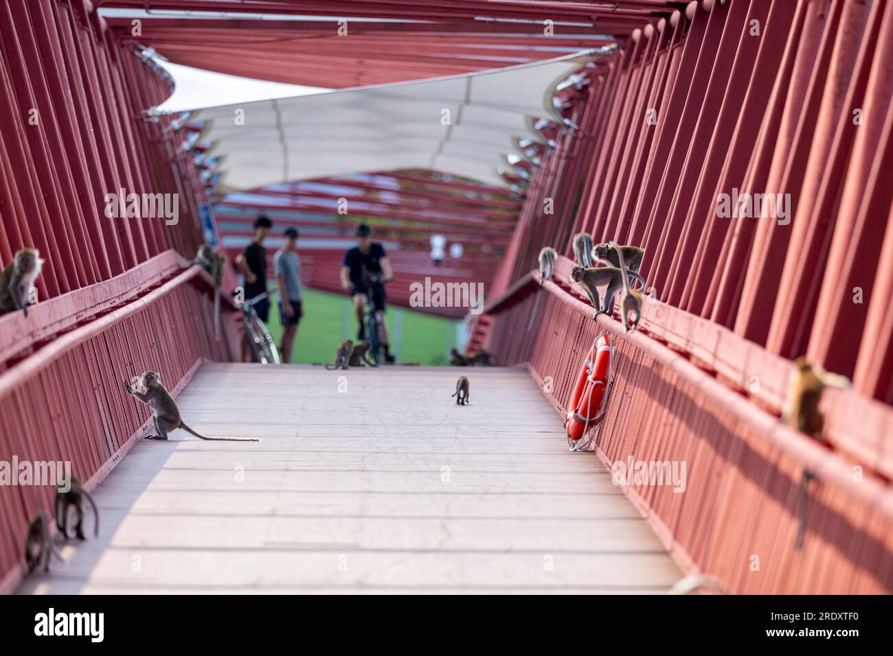 Une troupe de macaques à longue queue traverse le pont rouge de Lor Halus pendant que des adolescents locaux regardent Singapour Banque D'Images