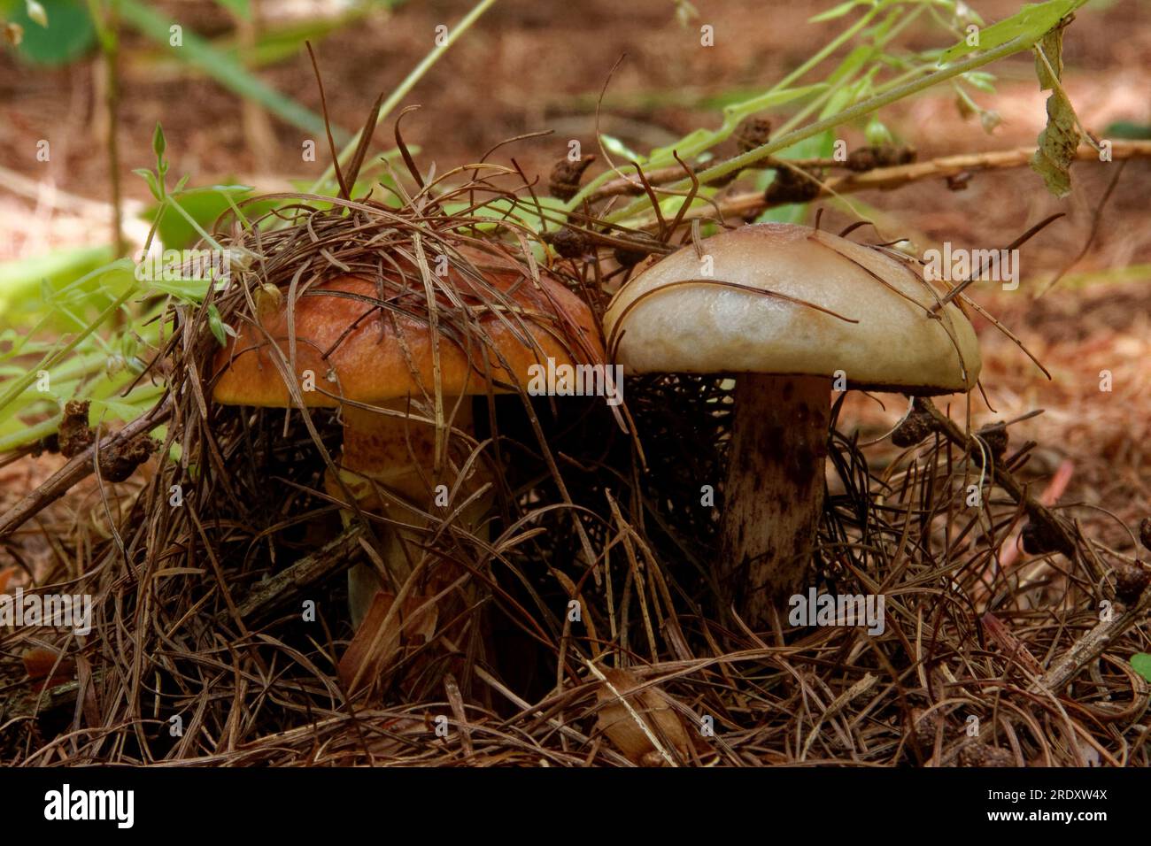 Suillus grevillei (communément appelé bolète de Greville et bolète de mélèze) ne pousse que sous les mélèzes. Banque D'Images