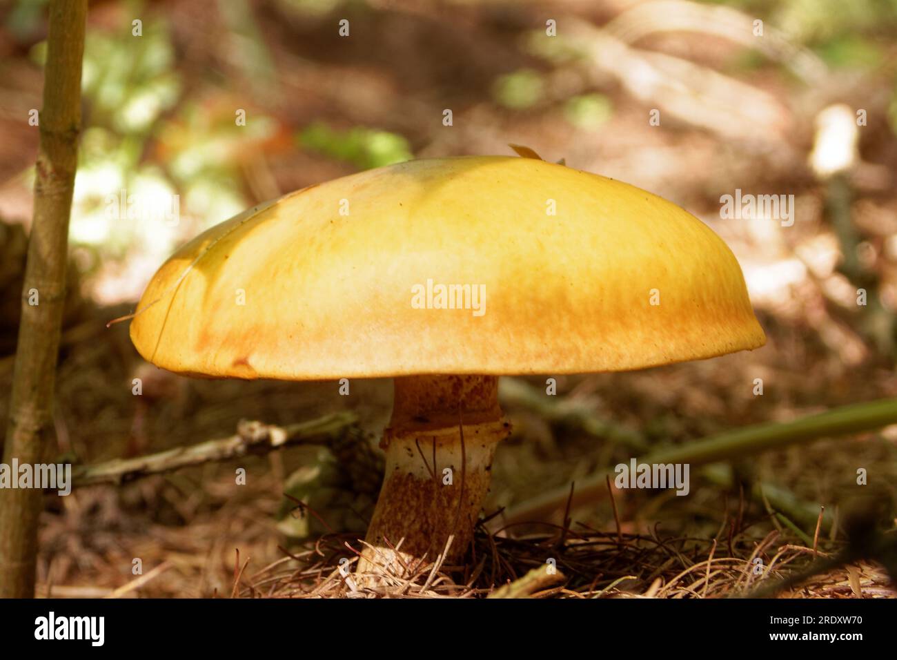 Suillus grevillei (communément appelé bolète de Greville et bolète de mélèze) ne pousse que sous les mélèzes. Banque D'Images