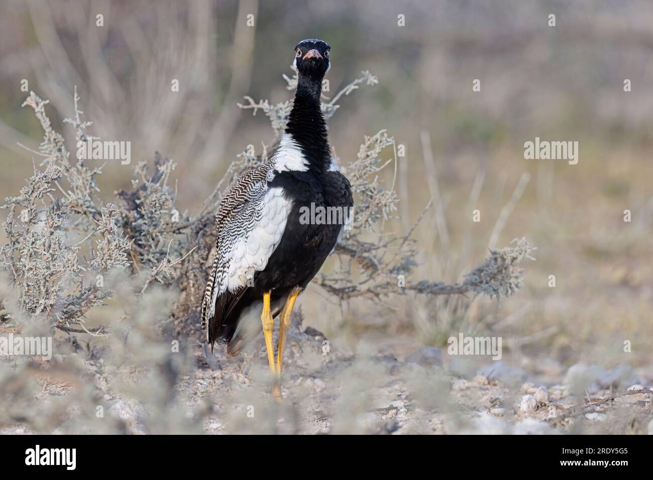 Bustard blanc, Etosha, Namibie, mars 2023 Banque D'Images