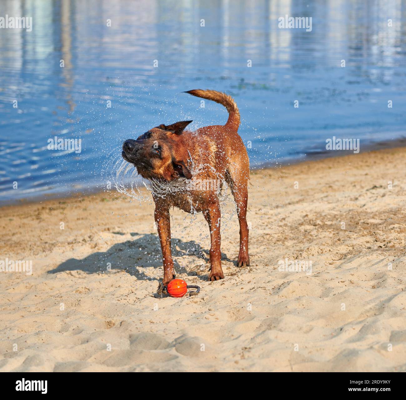 Berger Belge chien Malinois secouant de l'eau sur la plage Banque D'Images