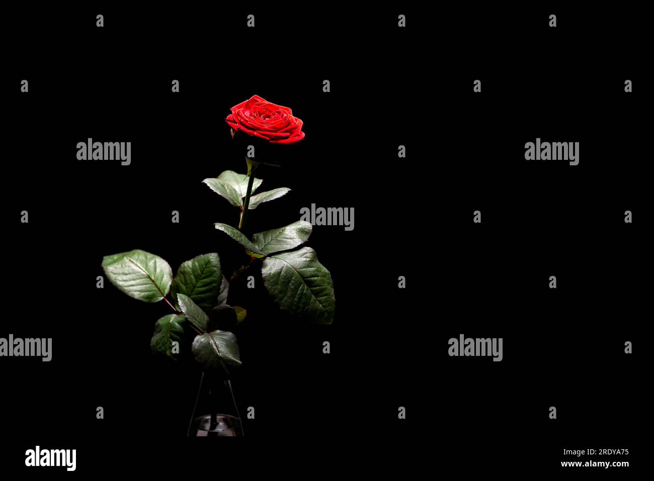 Rose avec une fleur rouge le jour de la Saint-Valentin Banque D'Images