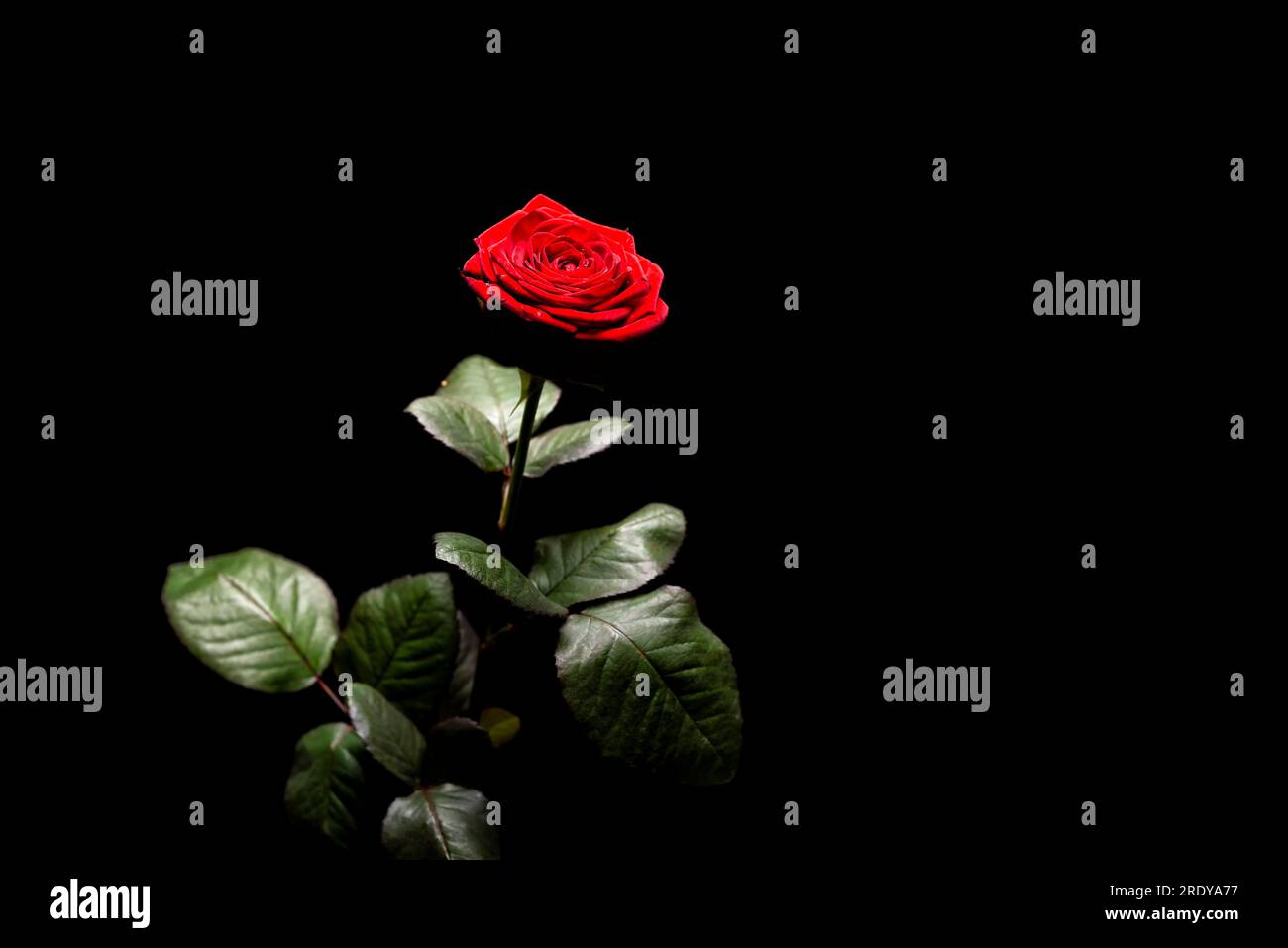 Rose avec une fleur rouge le jour de la Saint-Valentin Banque D'Images