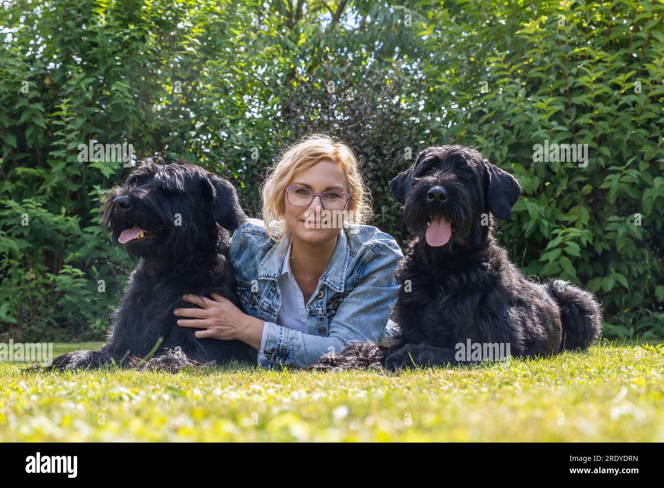 Femme adulte pose avec deux chiens Big Schnauzer dehors. Horizontalement. Banque D'Images