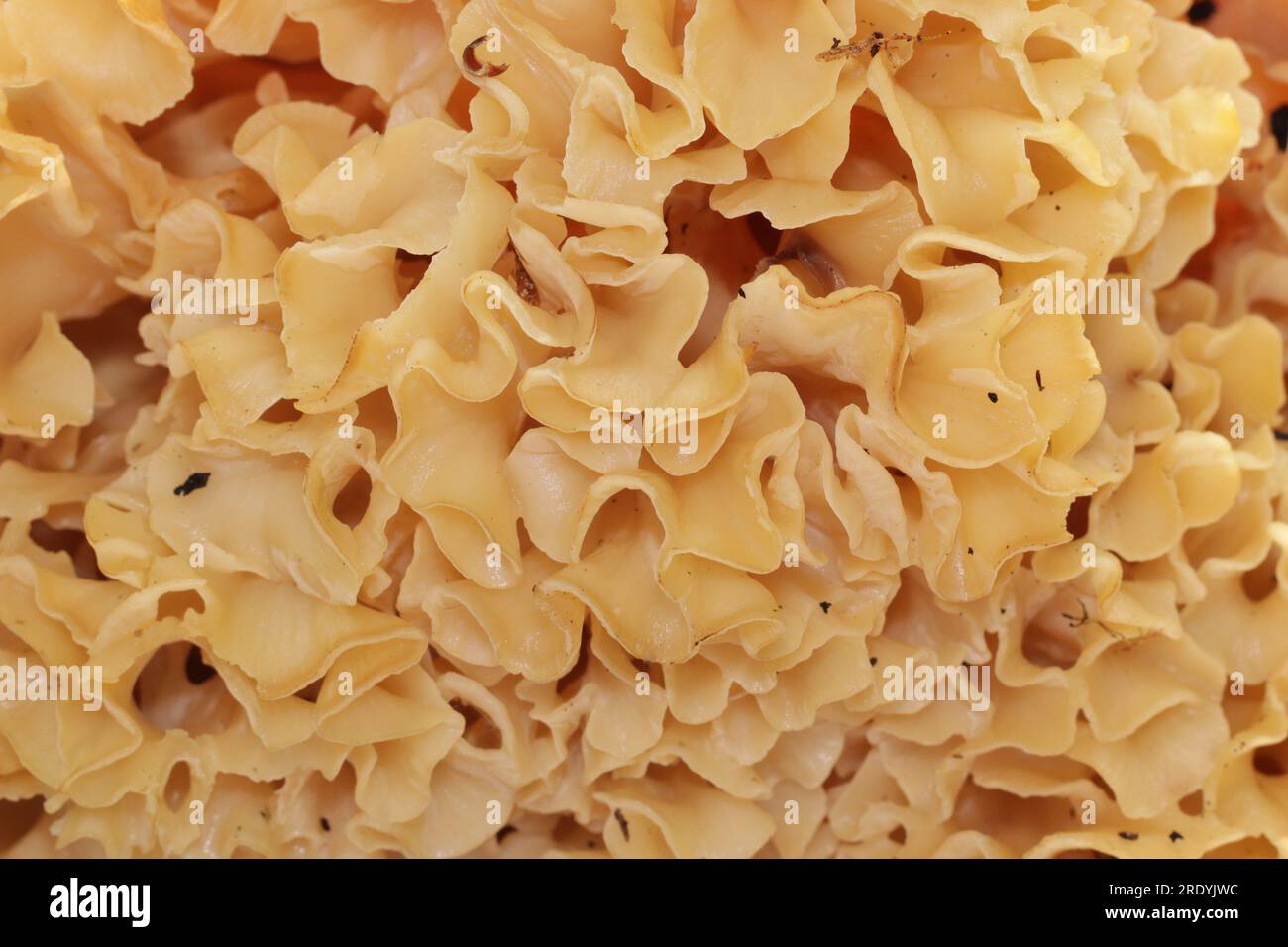 Champignon du chou fleur des bois Banque de photographies et d’images à — free download