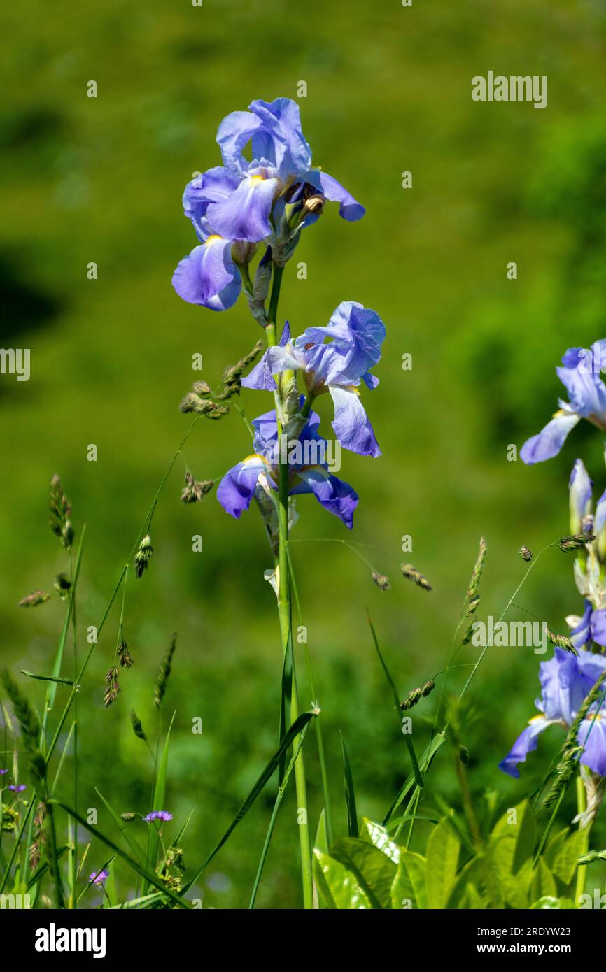 Iris, fleurs bleu clair, France, Europe Banque D'Images