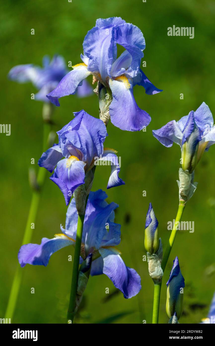 Iris, fleurs bleu clair, France, Europe Banque D'Images