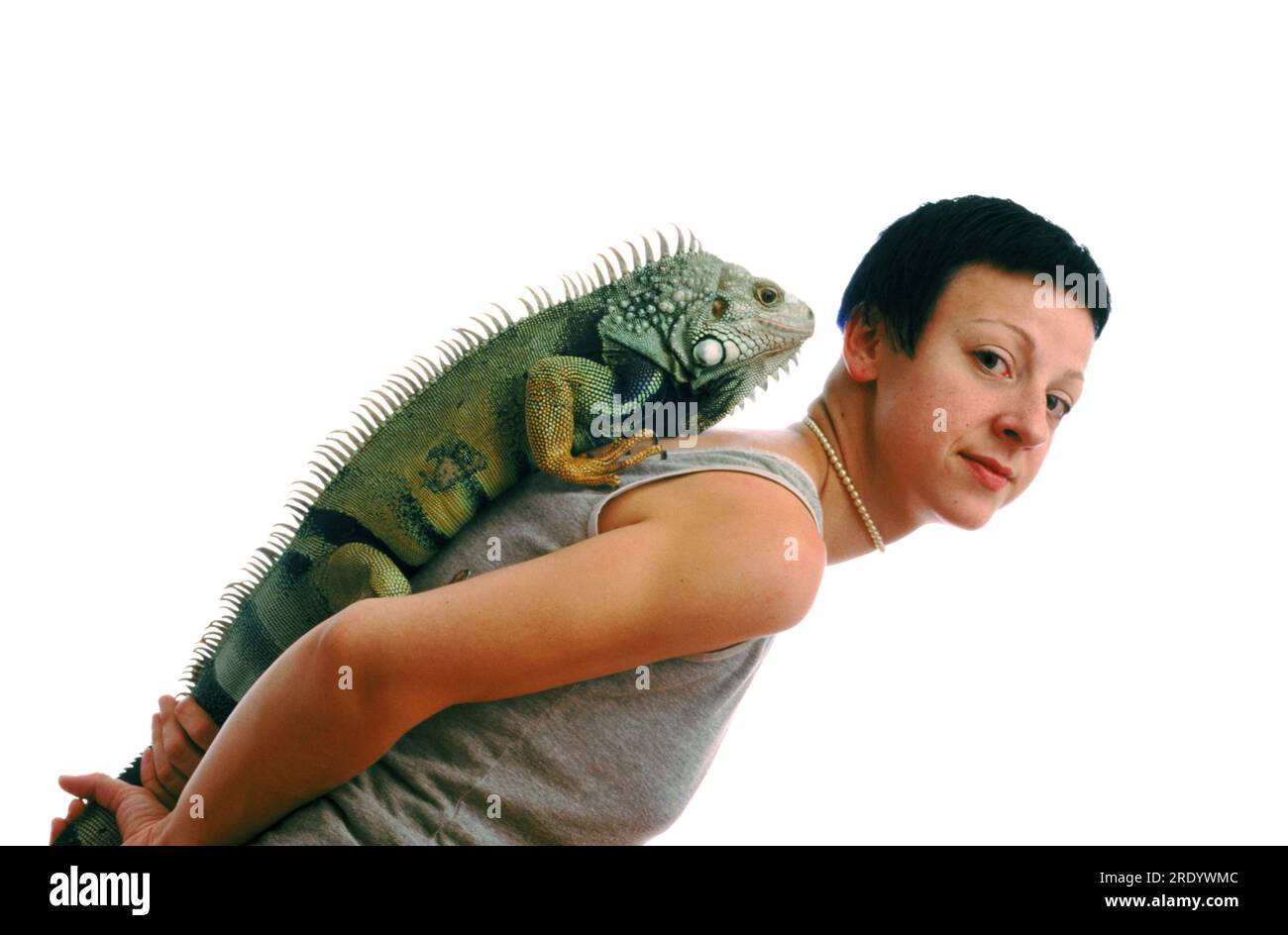 Un Iguane est assis sur le dos de son propriétaire, en Californie, aux États-Unis. Banque D'Images