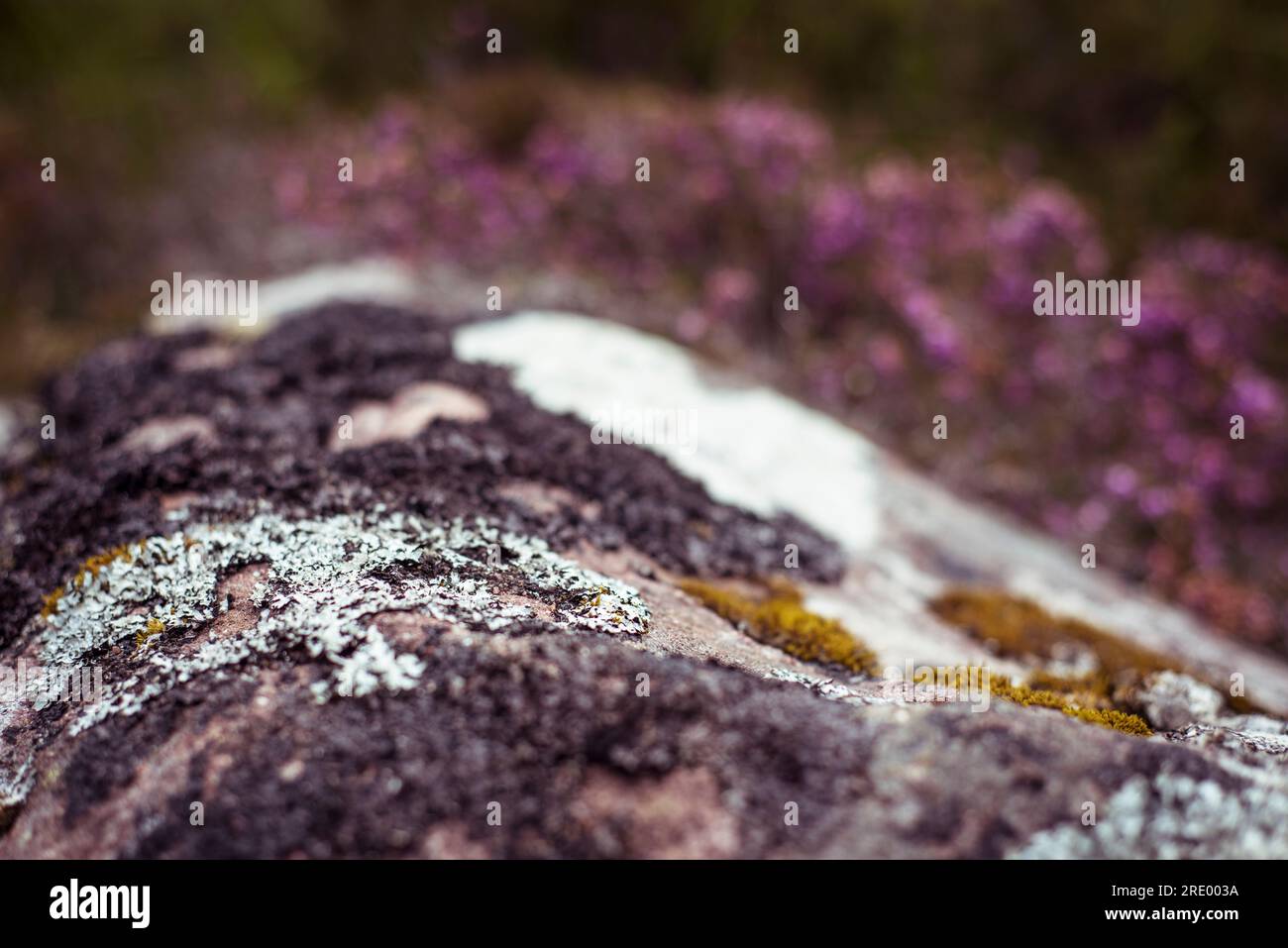 Gros plan de mousse sur le rocher dans les hauts plateaux écossais Banque D'Images