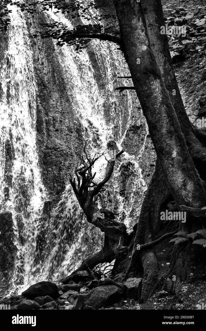 Arbres au pied d'une cascade. Parc naturel des volcans d'Auvergne. Département du Puy-de-Dôme. Auvergne-Rhône-Alpes. France Banque D'Images