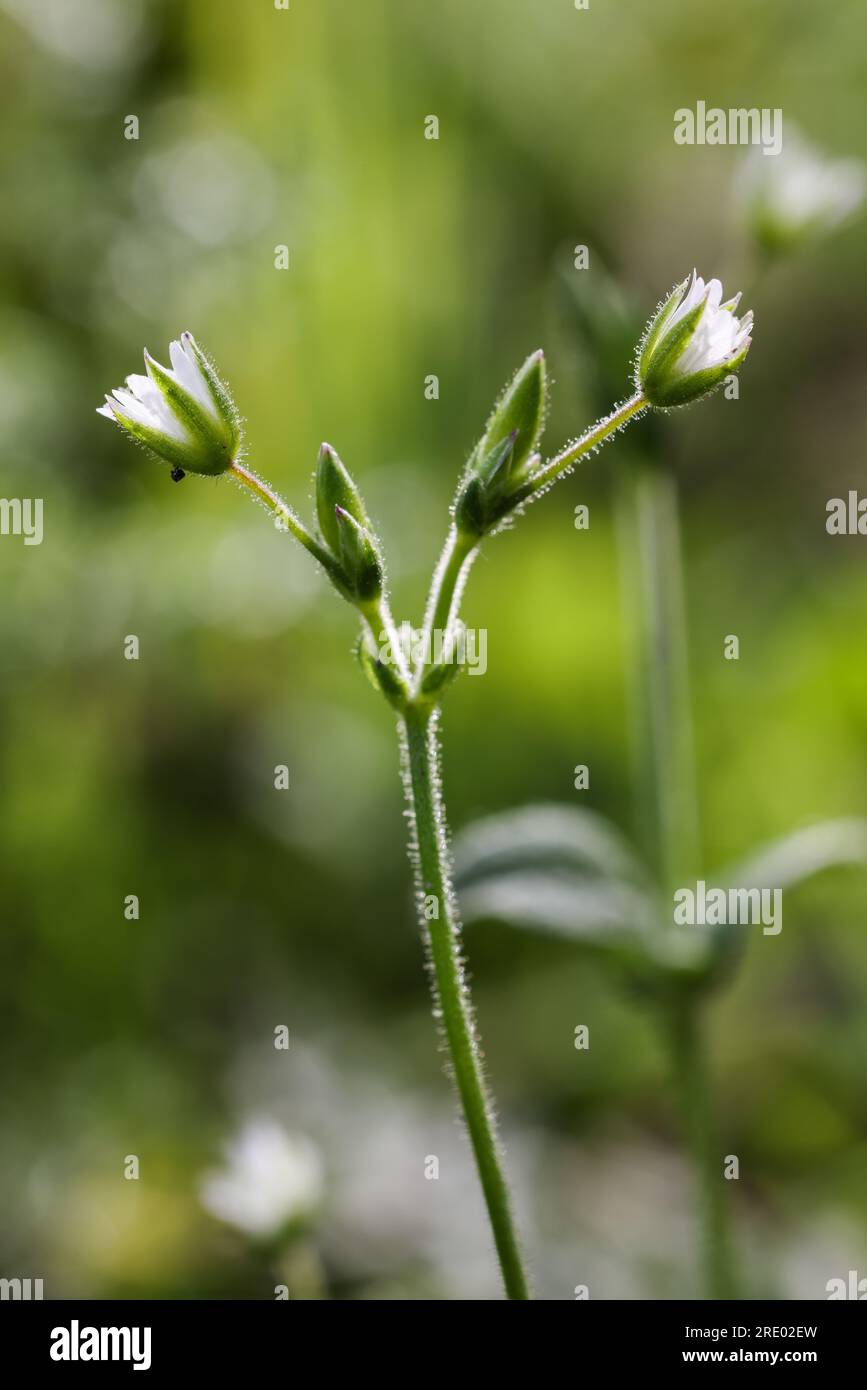 Chickweed de l'oreille de souris Banque D'Images