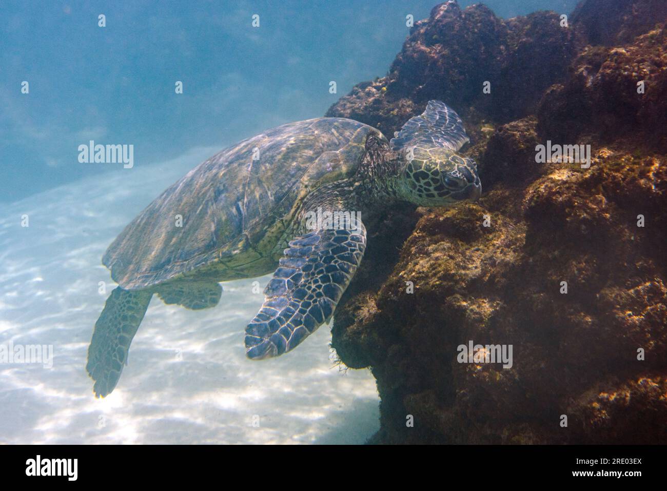 Tortue verte, tortue de roche, tortue de viande (Chelonia mydas), manger des algues de roche de lave, vue latérale, États-Unis, Arizona, Maui, Kihei Banque D'Images