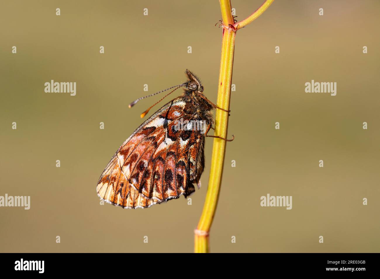 Fritillaire de Titania, fritillaire de tourbière pourpre (Boloria titania, Clossiana titania), à une tige de plante, vue de côté, Suisse, Valais Banque D'Images