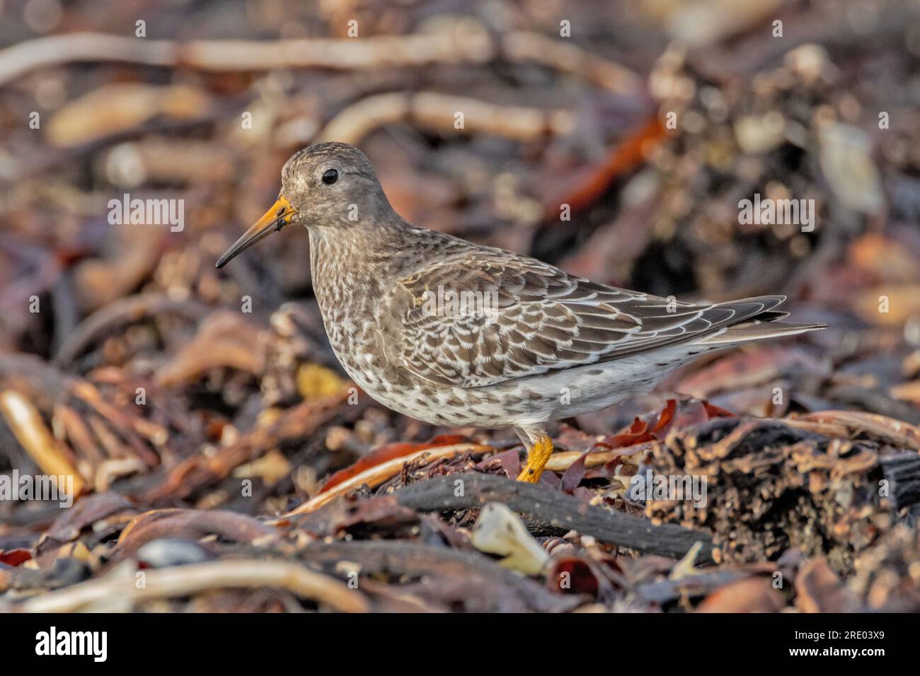 Ponceuse violette (Calidris maritima), fourragère dans la marge de lavage, vue de côté, Allemagne, Schleswig-Holstein, Heligoland Banque D'Images
