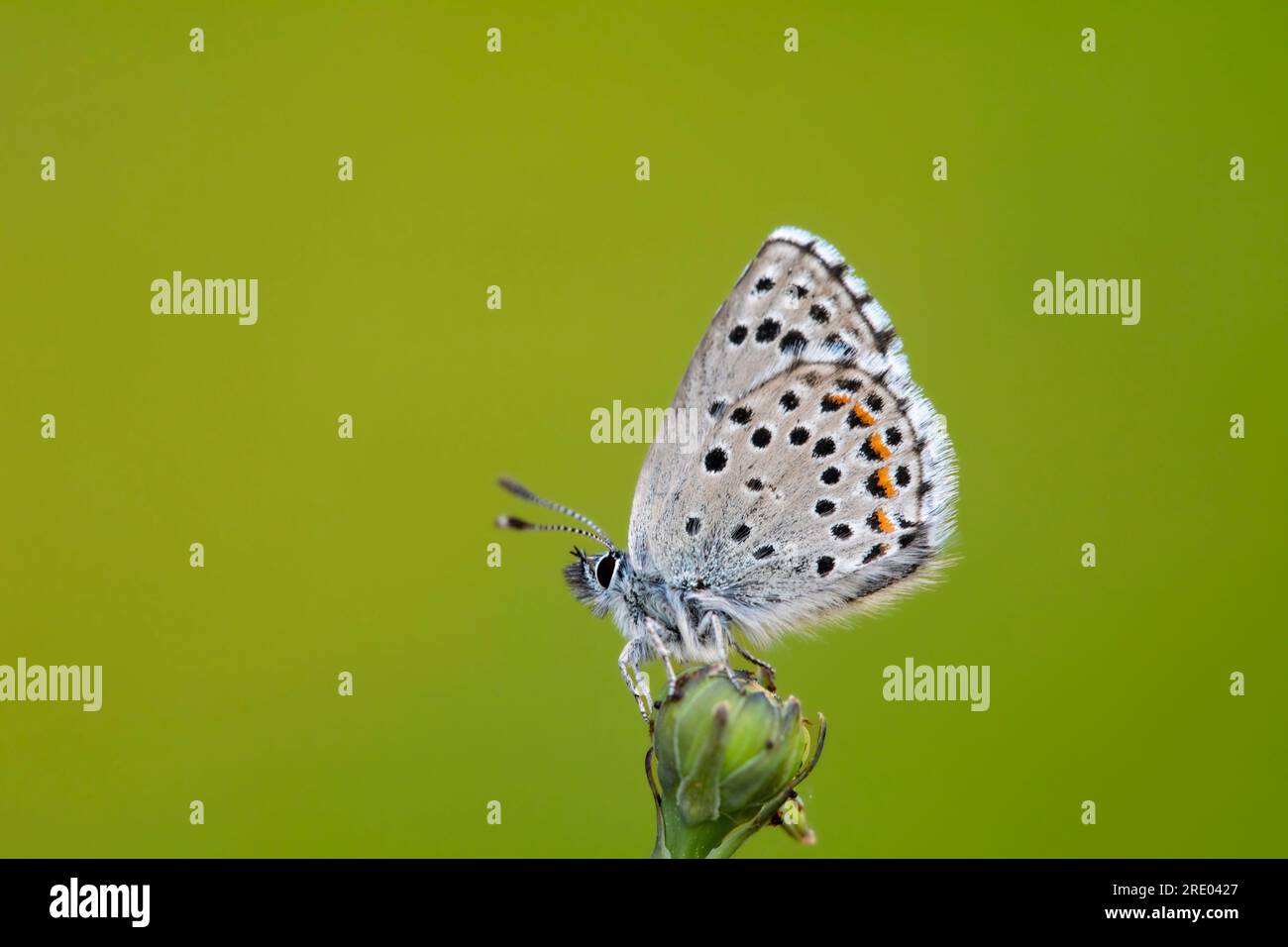 baton blue (Baton Philotes, Baton Pseudophilotes, Baton Lycaena), assis sur un bourgeon floral, France Banque D'Images