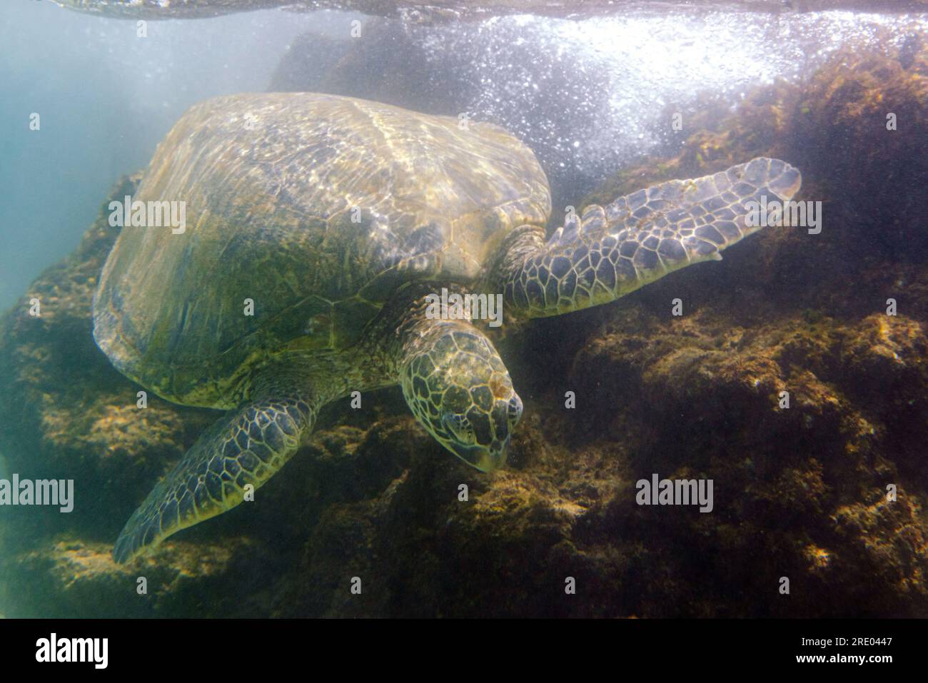 Tortue verte, tortue de roche, tortue de viande (Chelonia mydas), dans le surf mangeant des algues de roches de lave, vue de face, USA, Arizona, Maui, Kihei Banque D'Images