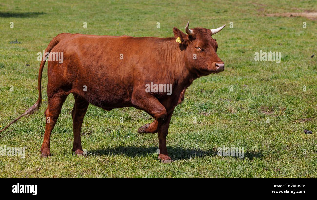Bovins de taille rouge, Rotes Hoehenvieh (Bos primigenius F. Taurus), vache marchant sur un pâturage, vue latérale, Allemagne, Bavière Banque D'Images