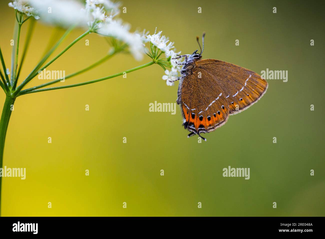 Black Hairstreak (Satyrium pruni, Fixsenia pruni), à une fleur blanche, vue latérale, Allemagne, Rhénanie du Nord-Westphalie Banque D'Images