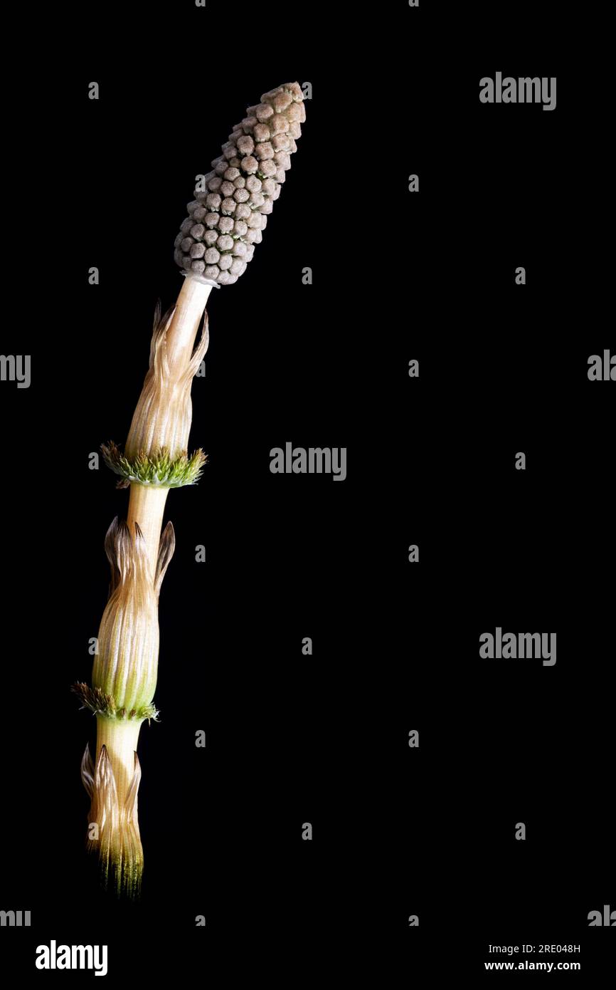 Selle sylvan, selle en bois, selle des bois (Equisetum sylvaticum), germe fertile avec cône sur fond noir, pays-Bas Banque D'Images