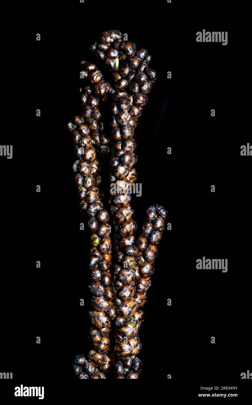 Fougère sensible, fougère perlée (Onoclea sensibilis), détail de la feuille fertile, sporophylles sur fond noir Banque D'Images